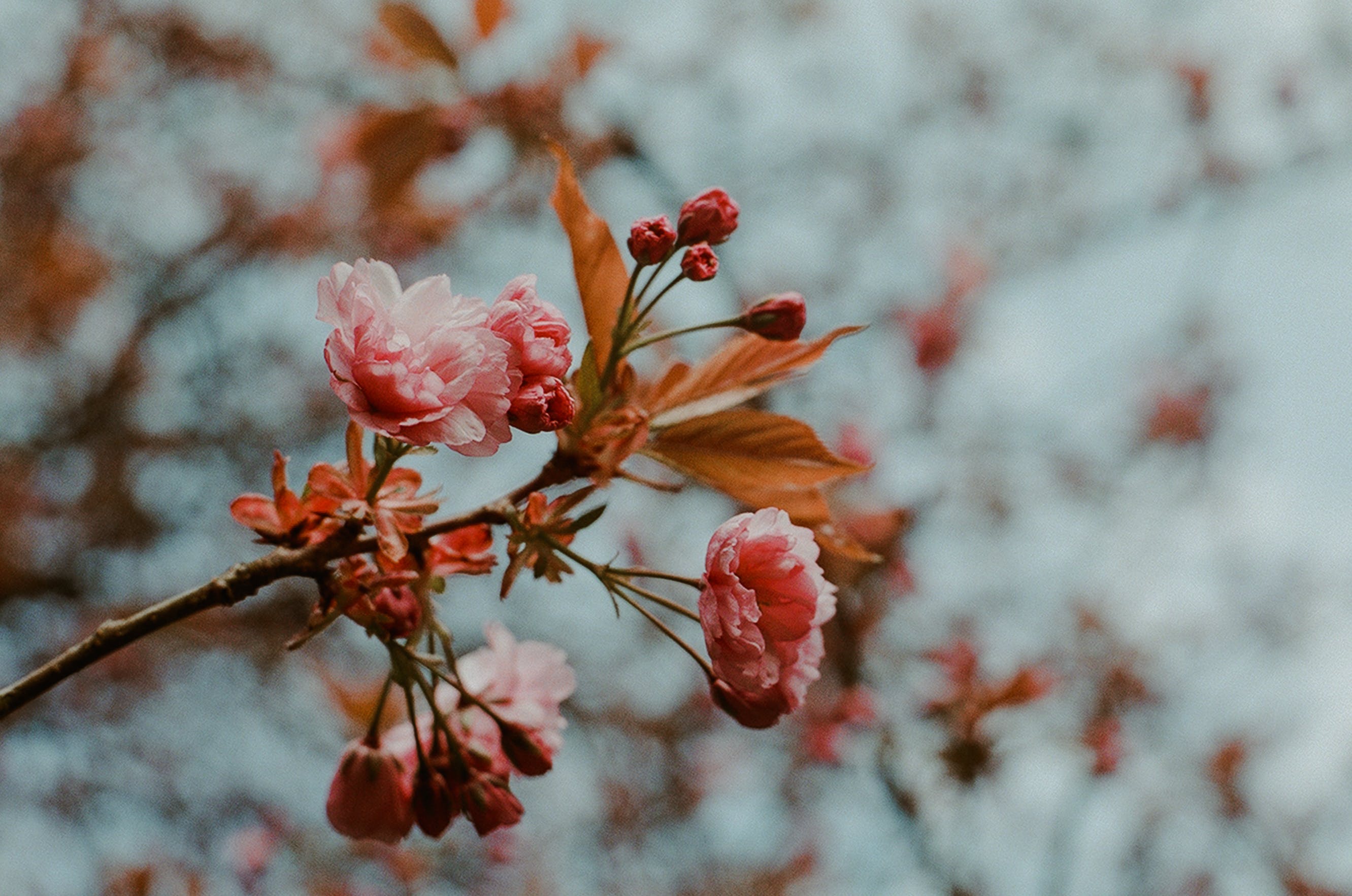 Keeping Your Garden Glowing Through the Frost